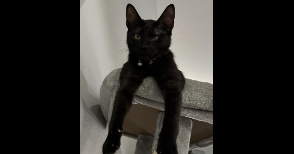 Enlarge Charlie, a Adoptable mixed breed in Richardson, TX image 3/6