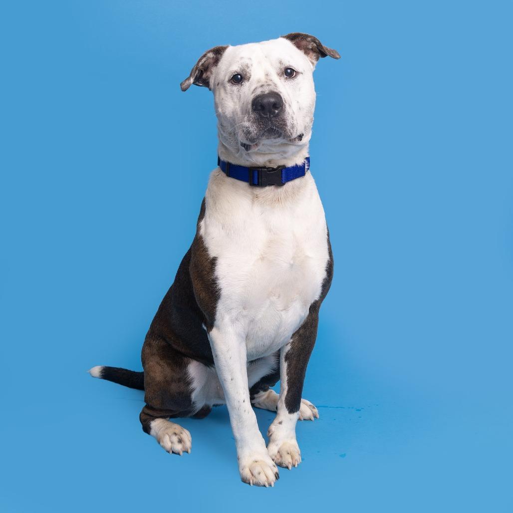 Bogey, Adoptable, Adult Male Mixed Breed.