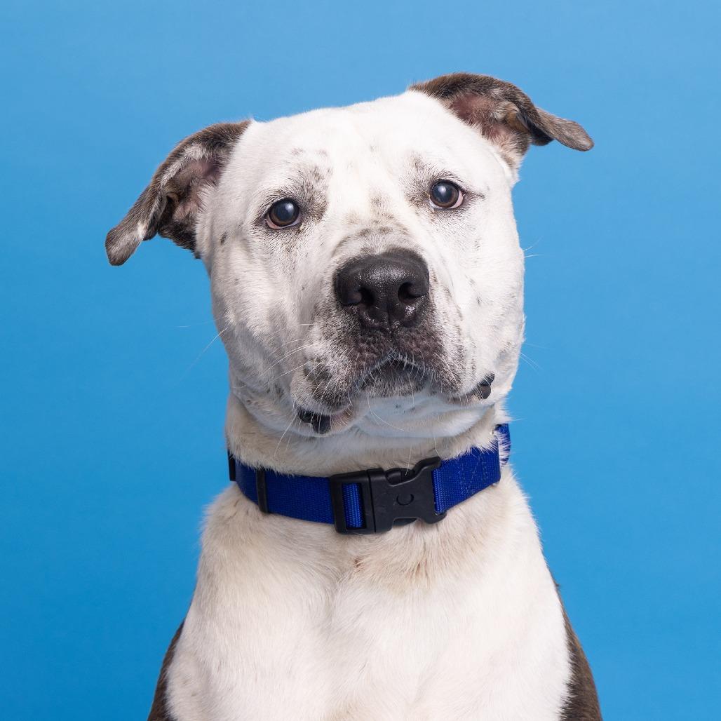 Enlarge Bogey, a Adoptable Mixed Breed in Franklin, TN image 2/2