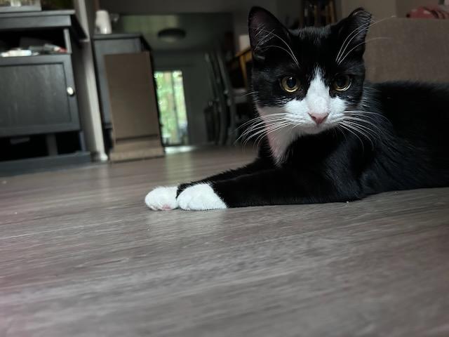 Enlarge Ikki, a Adopted Domestic Short Hair in Milltown, NJ image 2/6