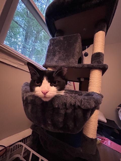 Enlarge Ikki, a Adopted Domestic Short Hair in Milltown, NJ image 3/6