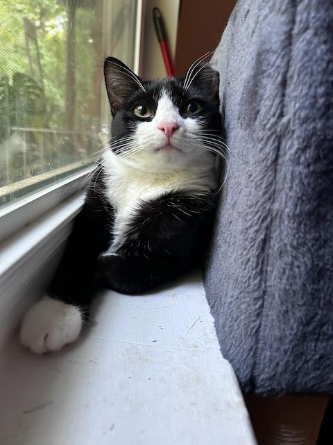 Enlarge Ikki, a Adopted Domestic Short Hair in Milltown, NJ image 4/6