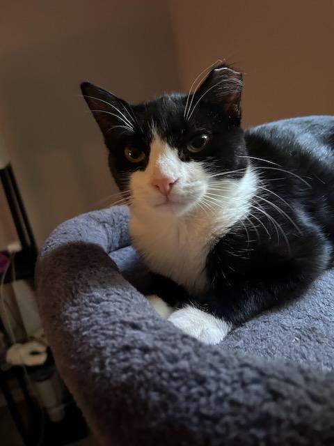 Enlarge Ikki, a Adopted Domestic Short Hair in Milltown, NJ image 5/6