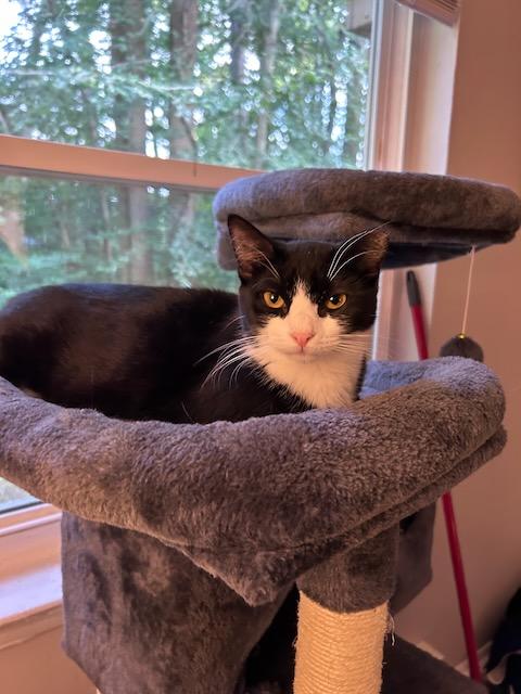 Enlarge Ikki, a Adopted Domestic Short Hair in Milltown, NJ image 6/6