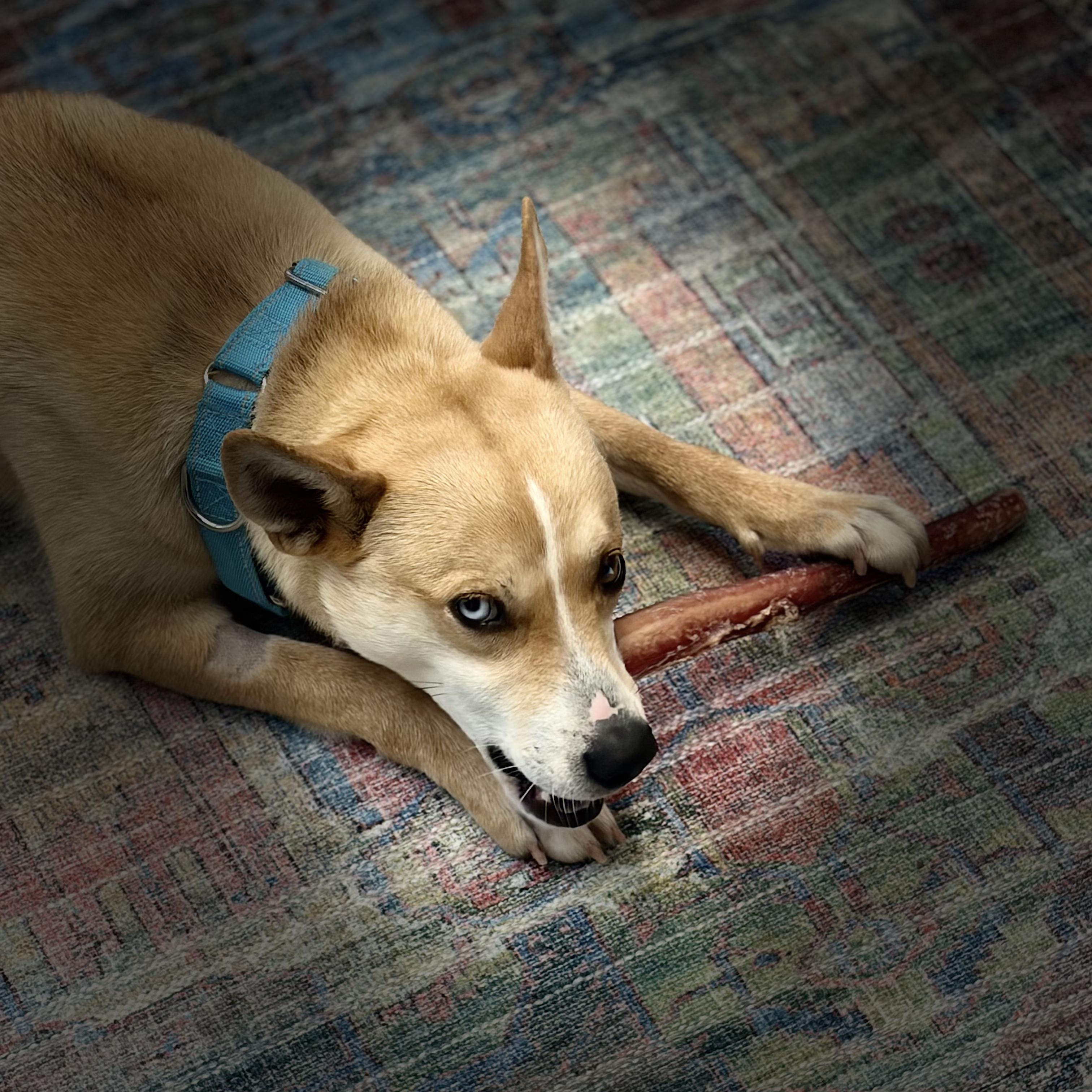 Huey, a ADOPTABLE mixed breed in Fincastle, VA image 3/3