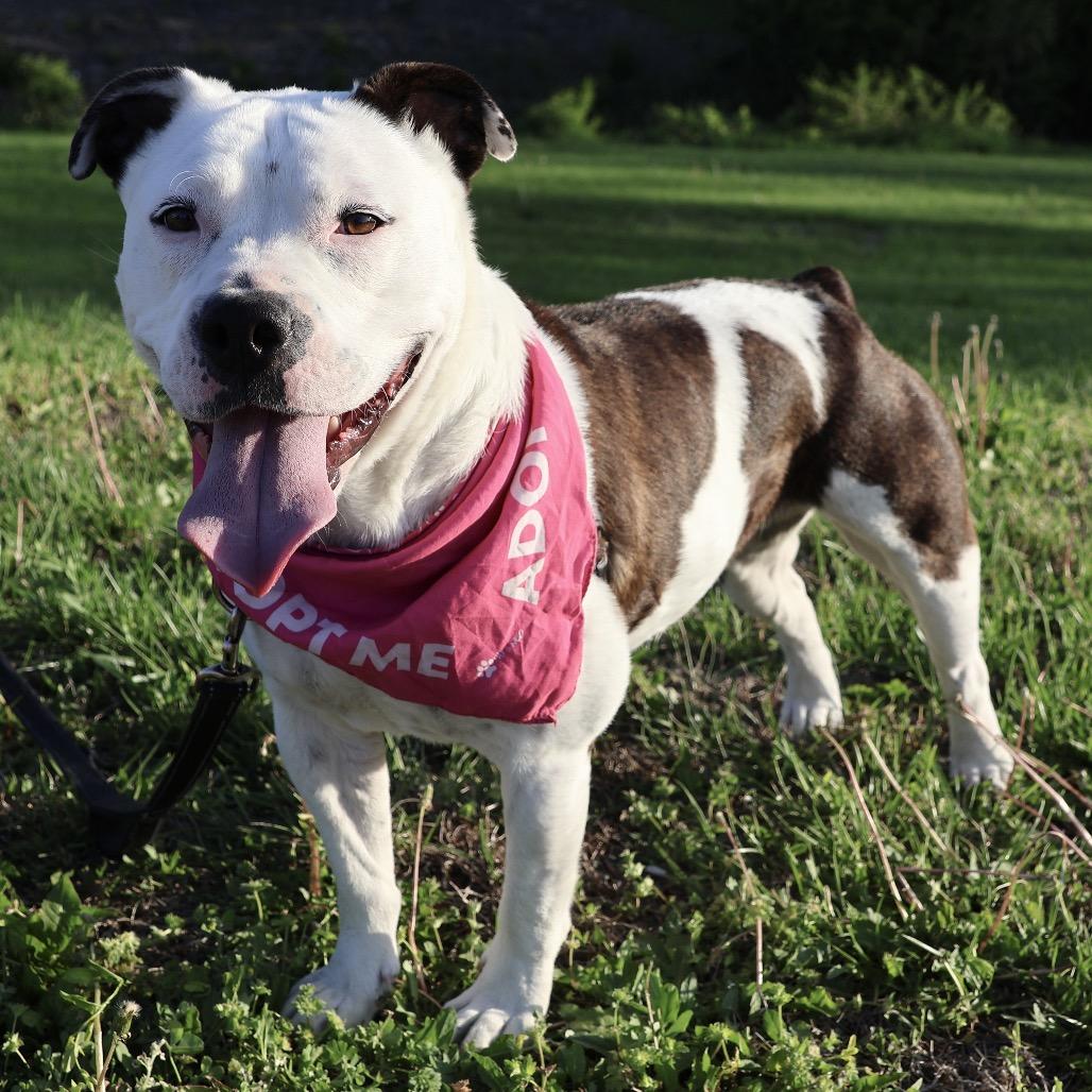 Zelda P4P, Adoptable, Adult Female English Bulldog & Mixed Breed.