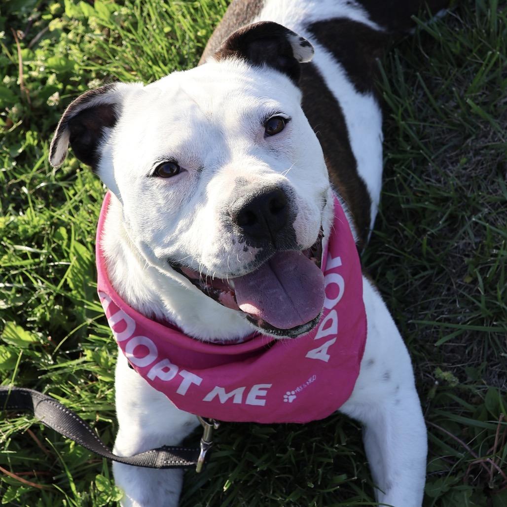 Zelda P4P, a Adoptable mixed breed in St Joseph, MO image 2/4