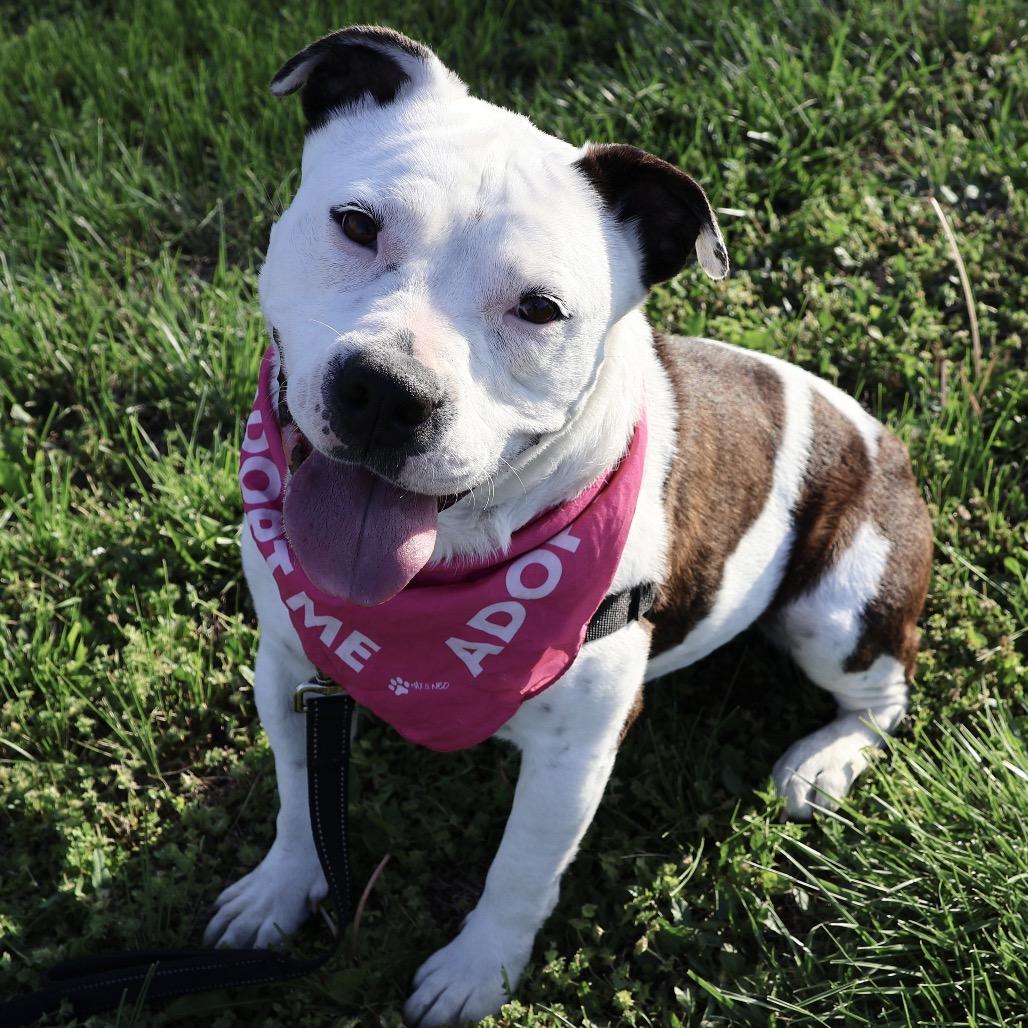 Zelda P4P, a Adoptable mixed breed in St Joseph, MO image 4/4