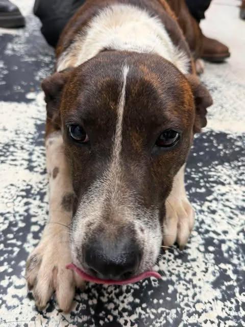 Enlarge Mahogany Rose, a Adoptable mixed breed in Lavonia, GA image 1/2