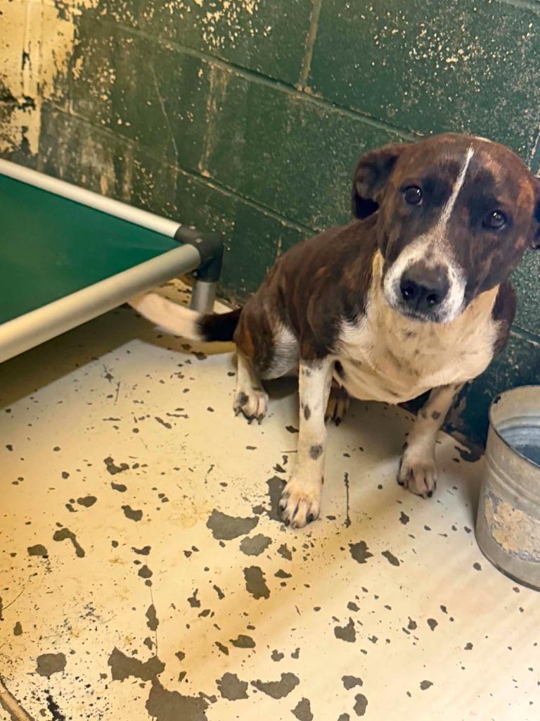 Enlarge Mahogany Rose, a Adoptable mixed breed in Lavonia, GA image 2/2