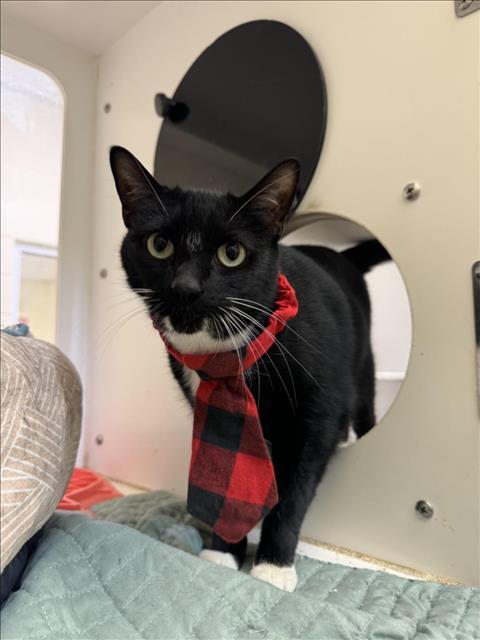 AKUMA, Adoptable, Adult Male Domestic Short Hair.