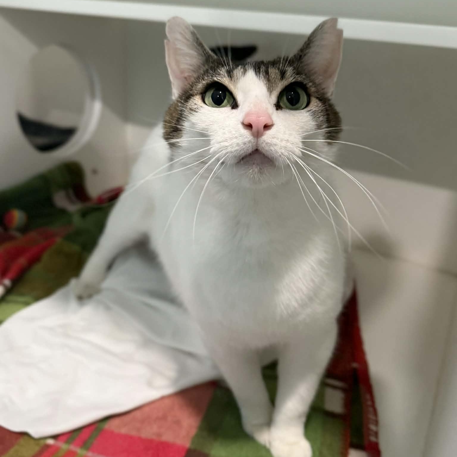 Enlarge Nolleen, a ADOPTABLE mixed breed in Penn Yan, NY image 3/6