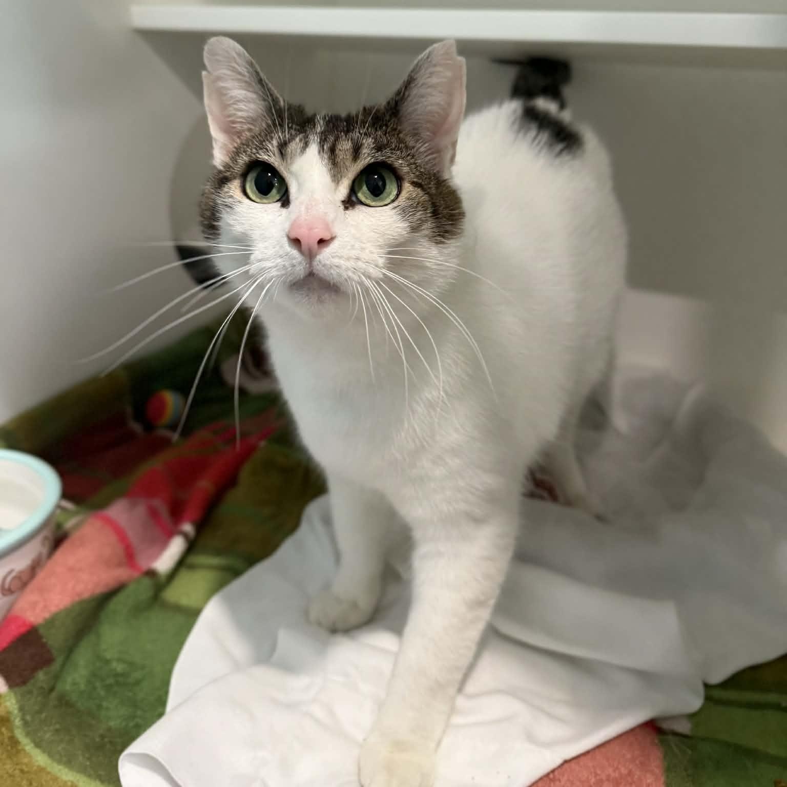 Enlarge Nolleen, a ADOPTABLE mixed breed in Penn Yan, NY image 2/6