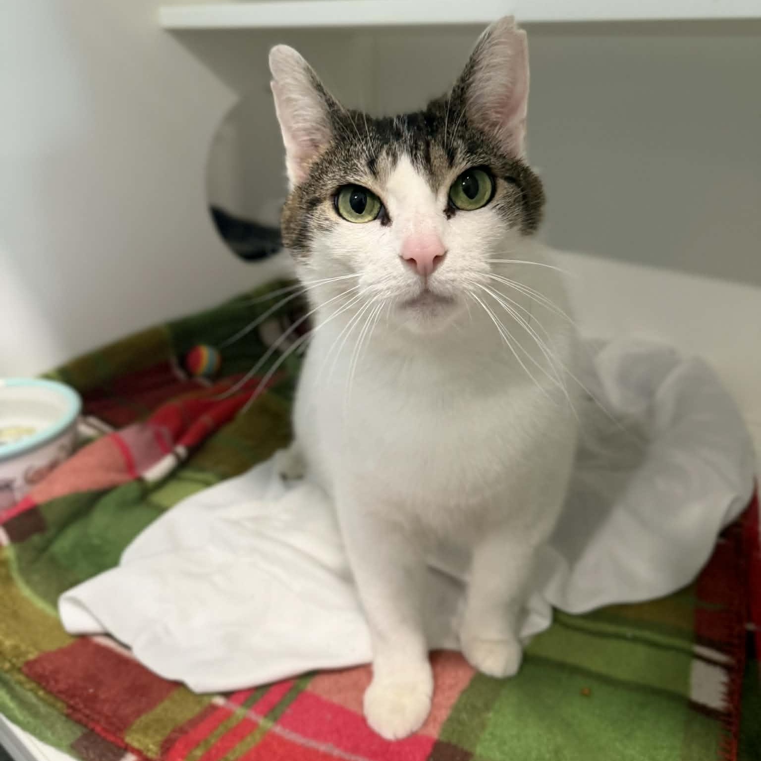 Enlarge Nolleen, a ADOPTABLE mixed breed in Penn Yan, NY image 6/6