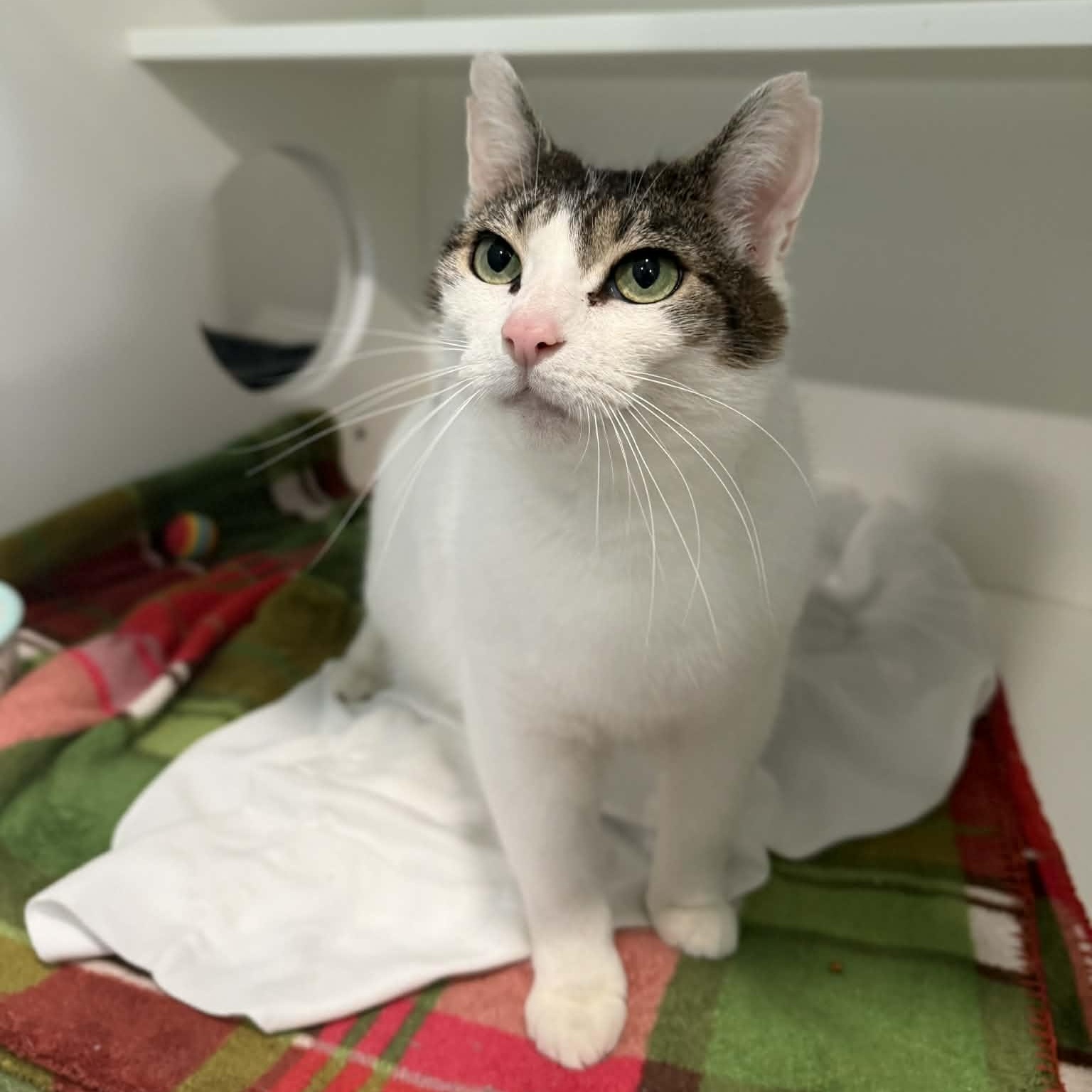 Enlarge Nolleen, a ADOPTABLE mixed breed in Penn Yan, NY image 5/6