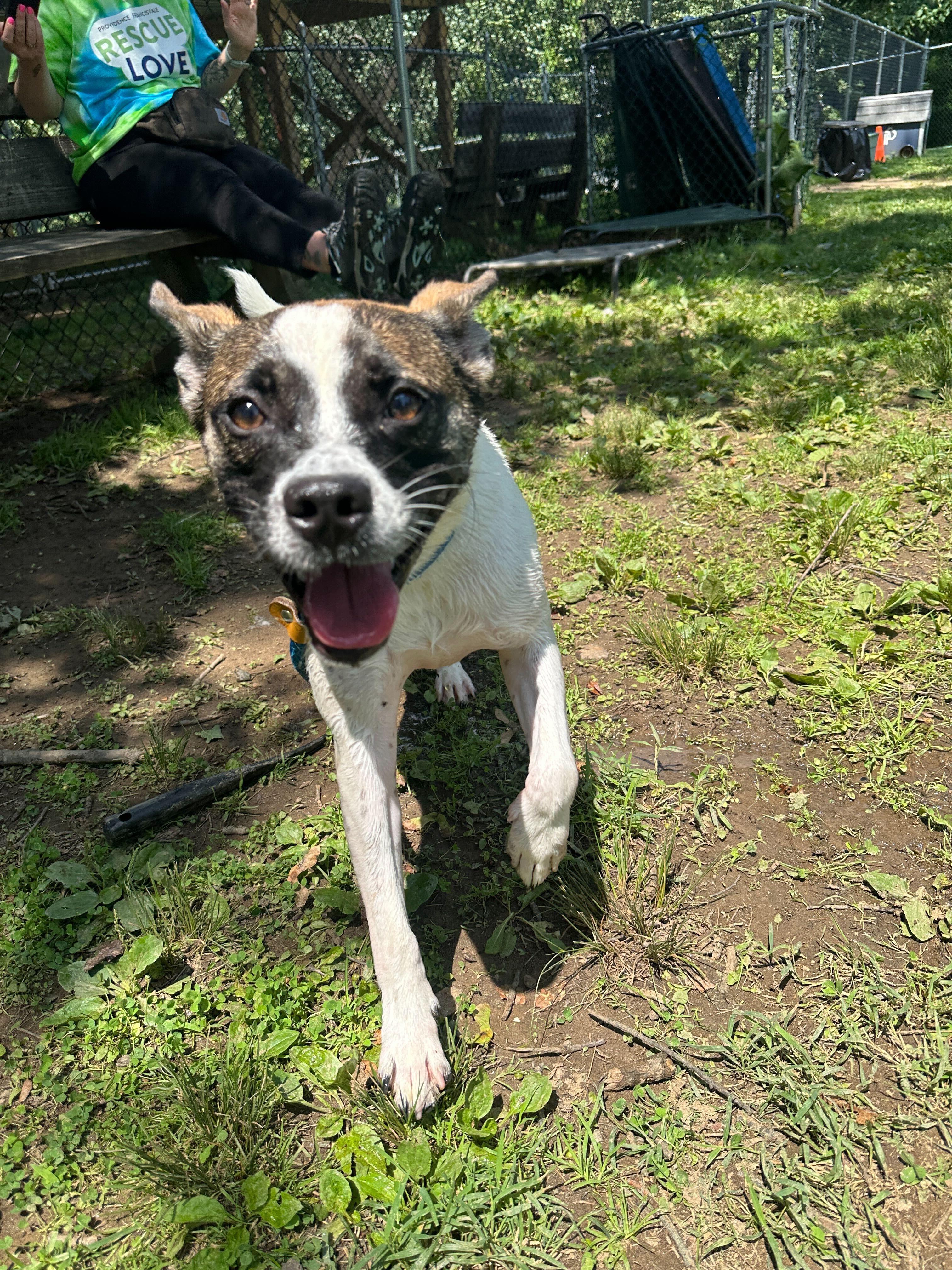 Chunky, Adoptable, Young Male Mixed Breed.