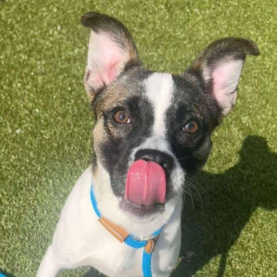 Chunky, a Adoptable Mixed Breed in Media, PA image 2/3