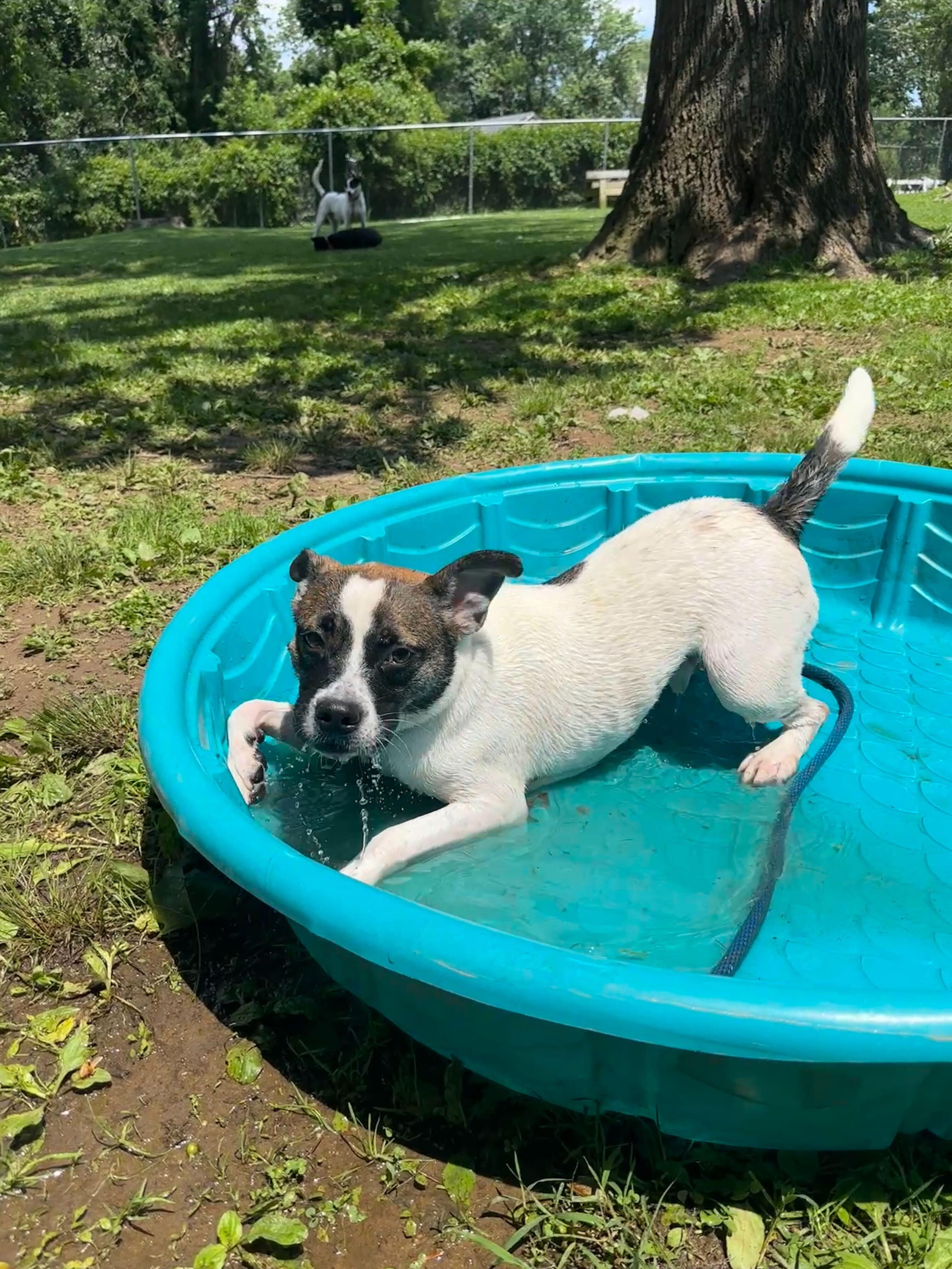 Chunky, a Adoptable Mixed Breed in Media, PA image 3/3