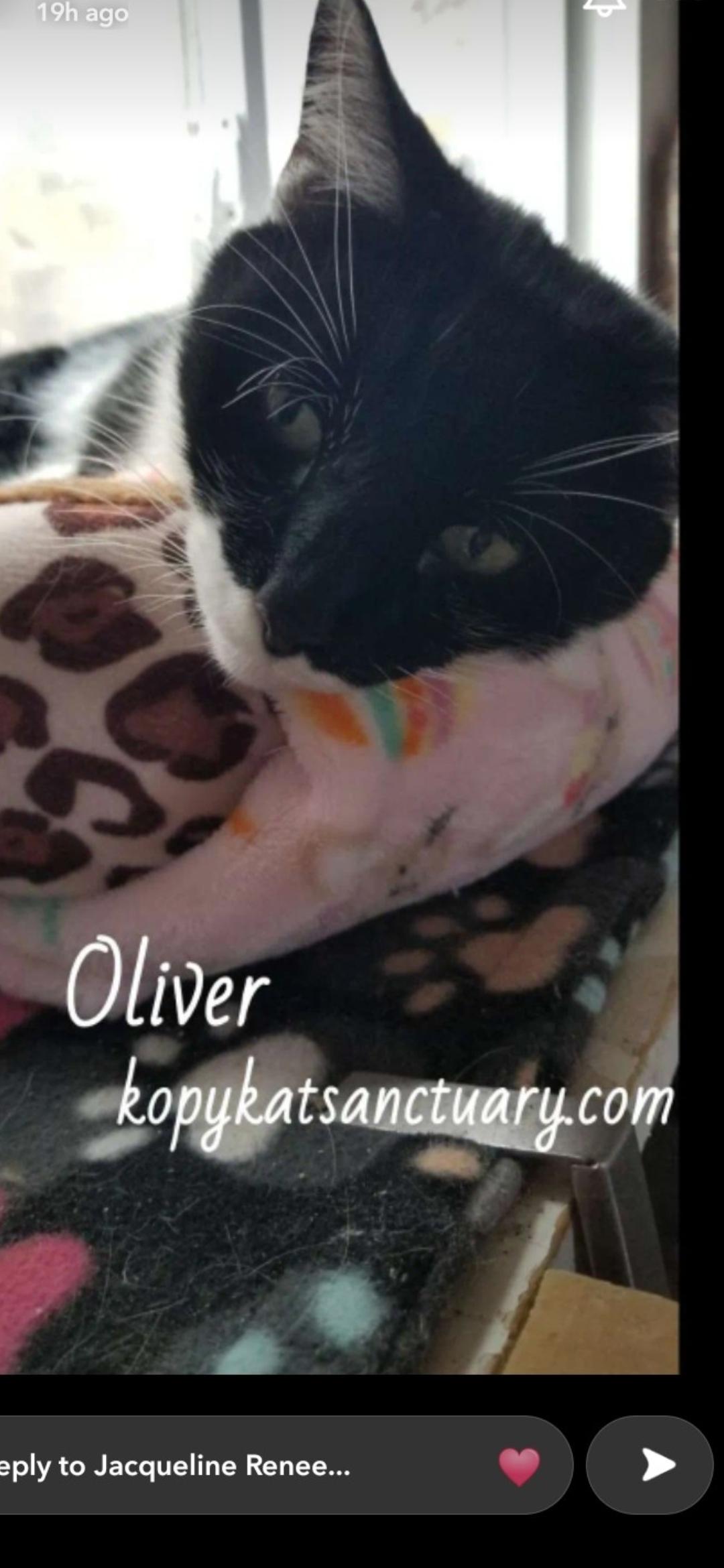 Enlarge Oliver, a ADOPTABLE Domestic Short Hair in Delmont, PA image 2/2