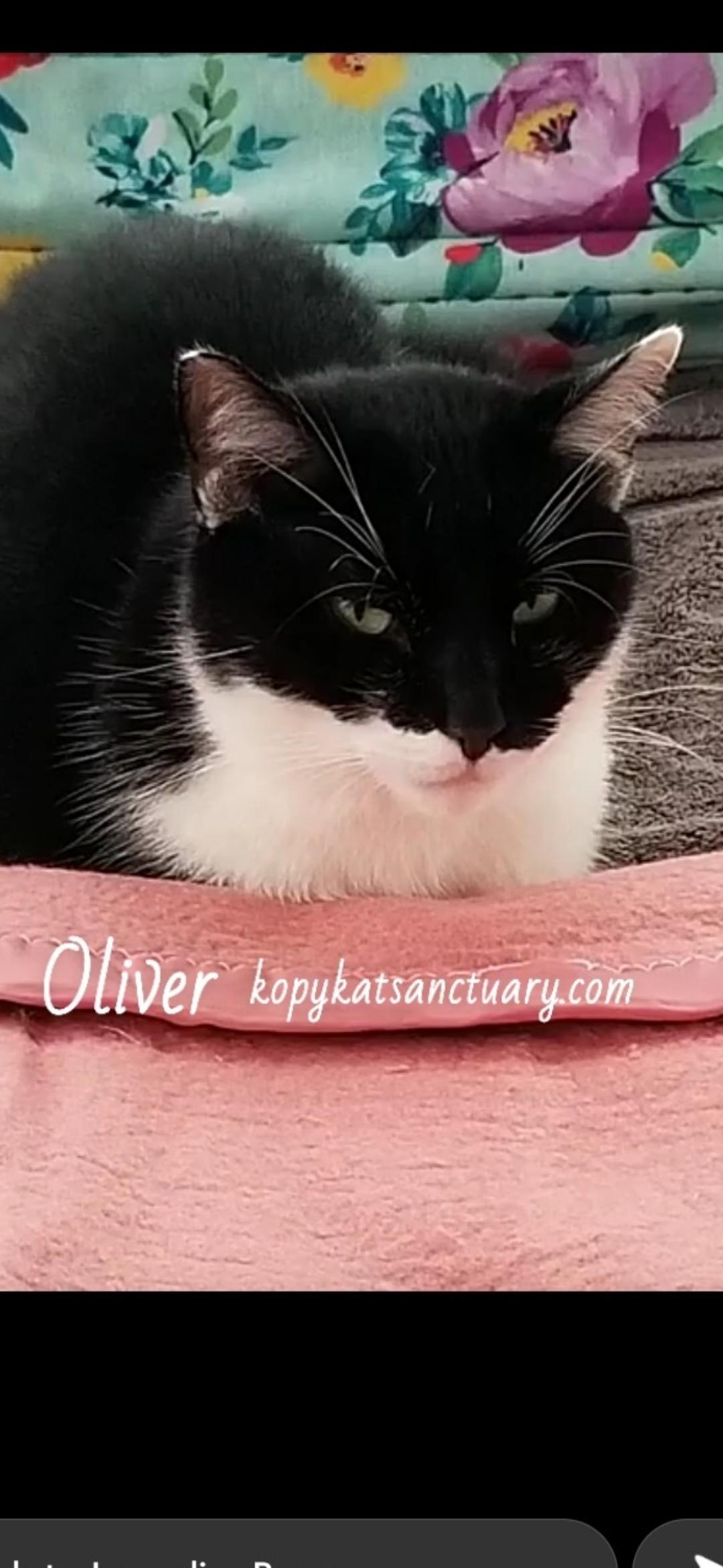 Oliver, ADOPTABLE, Young Male Domestic Short Hair.