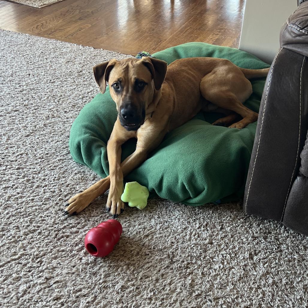 Enlarge Forest 2200, a Adoptable Black Mouth Cur in Kansas City, MO image 1/6