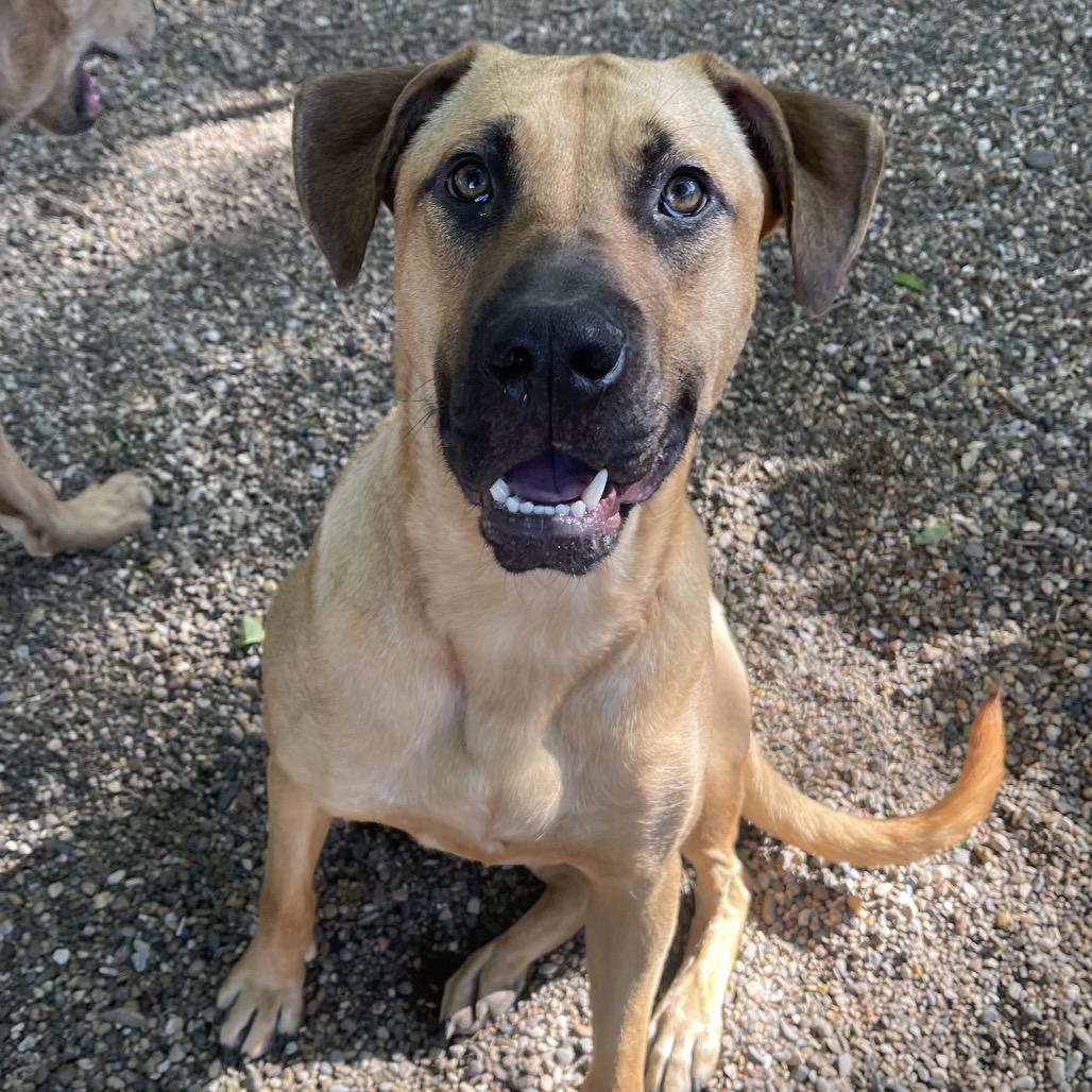 Enlarge Forest 2200, a Adoptable Black Mouth Cur in Kansas City, MO image 4/6