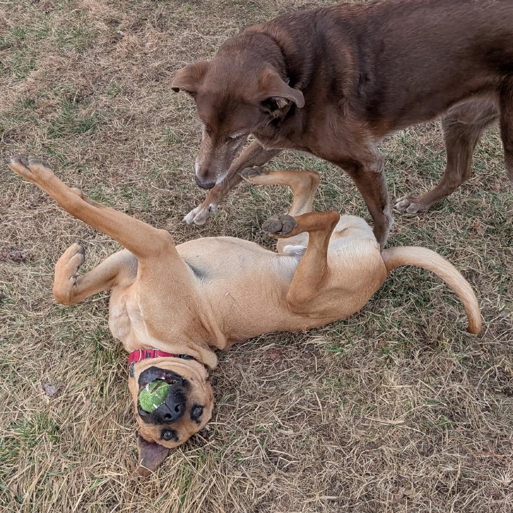 Enlarge Forest 2200, a Adoptable Black Mouth Cur in Kansas City, MO image 6/6