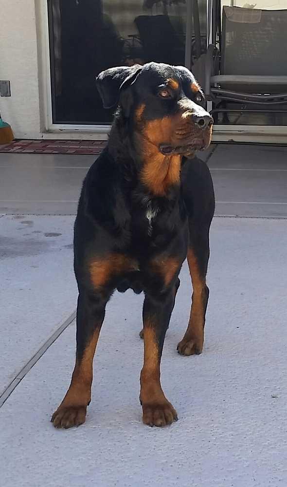 Leo, Adopted, Adult Male Rottweiler.