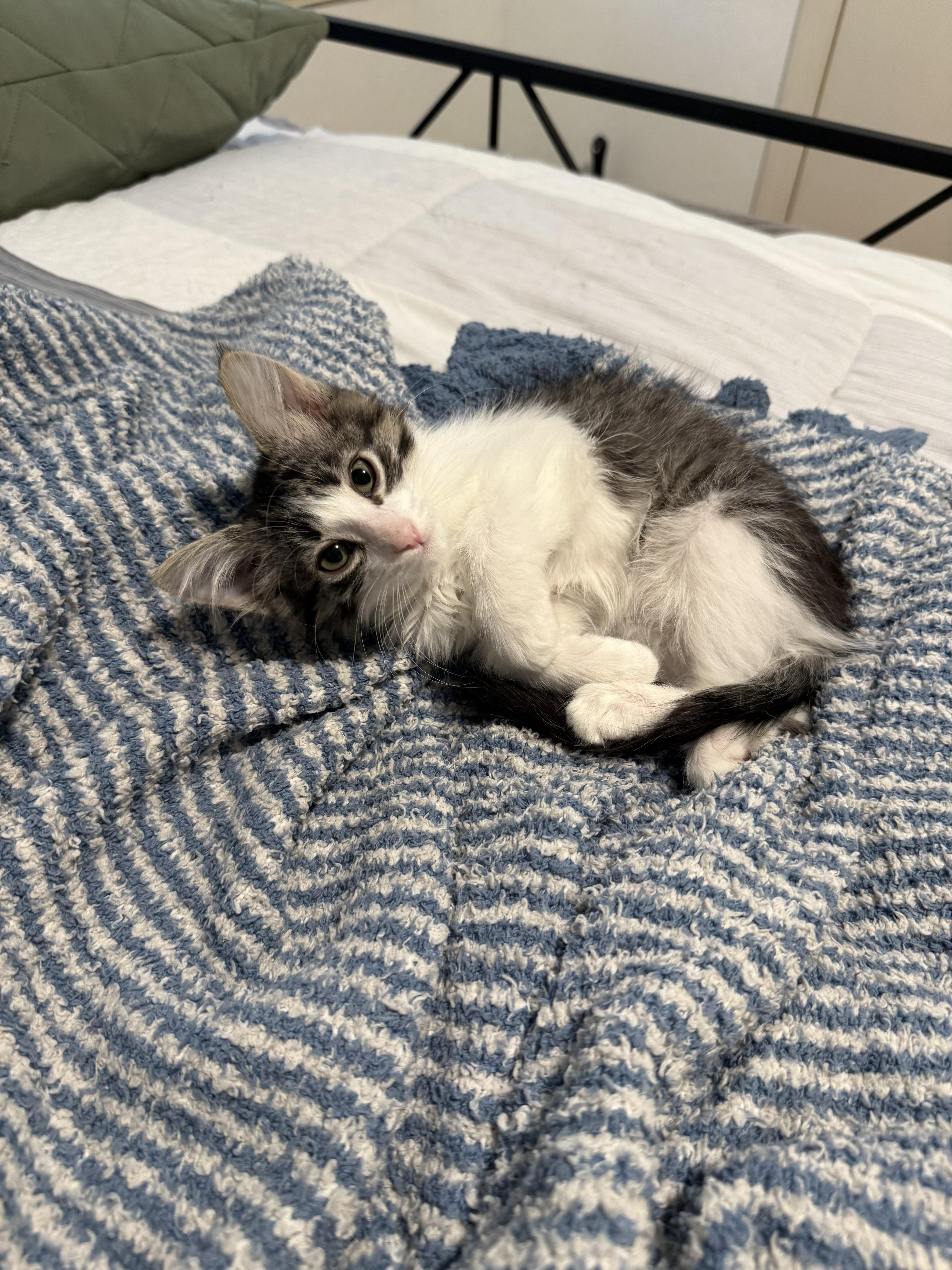 Enlarge Floyd (bonded pair), a ADOPTABLE Domestic Medium Hair in Tucson, AZ image 2/4