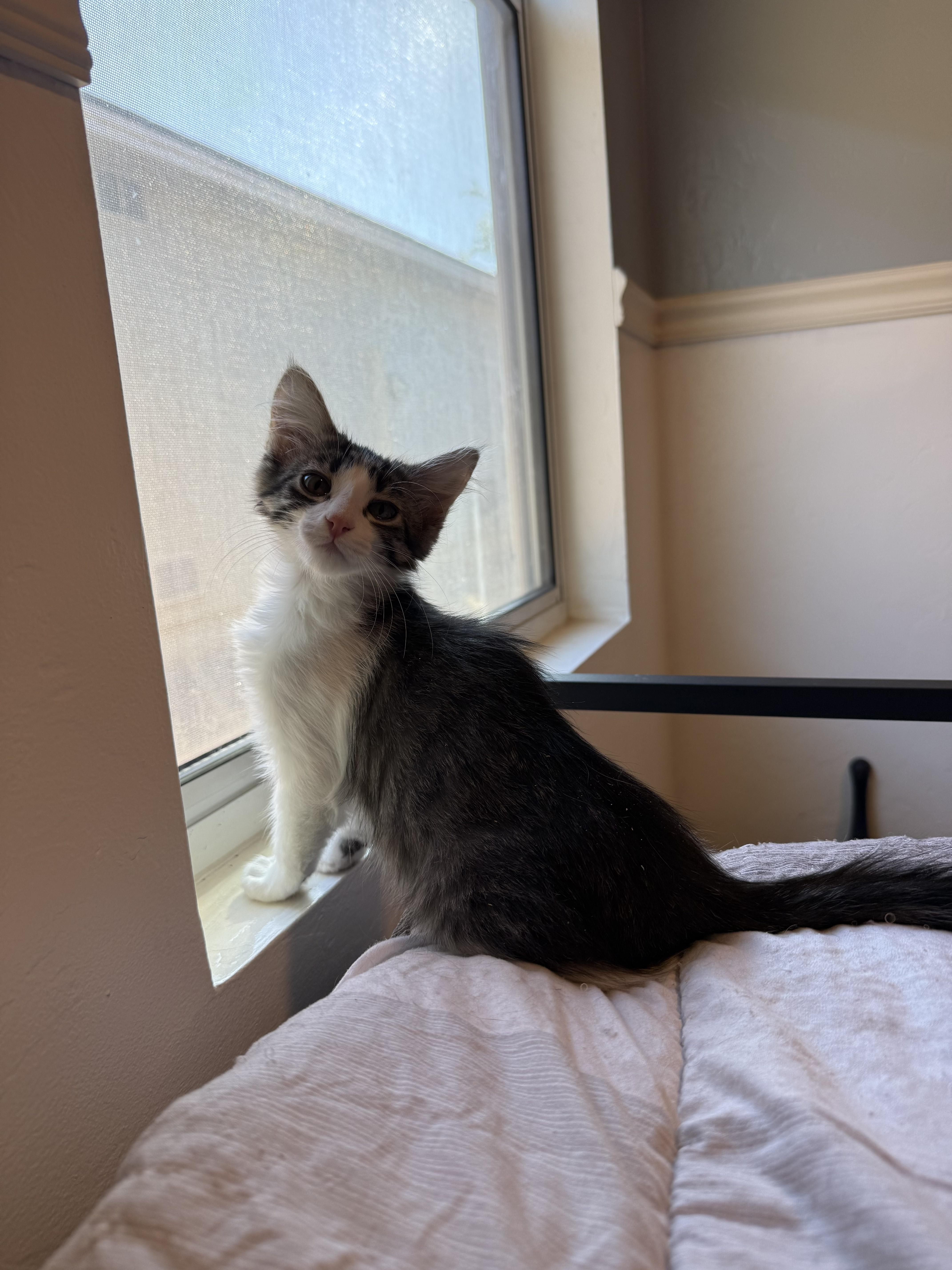 Enlarge Floyd (bonded pair), a ADOPTABLE Domestic Medium Hair in Tucson, AZ image 3/4