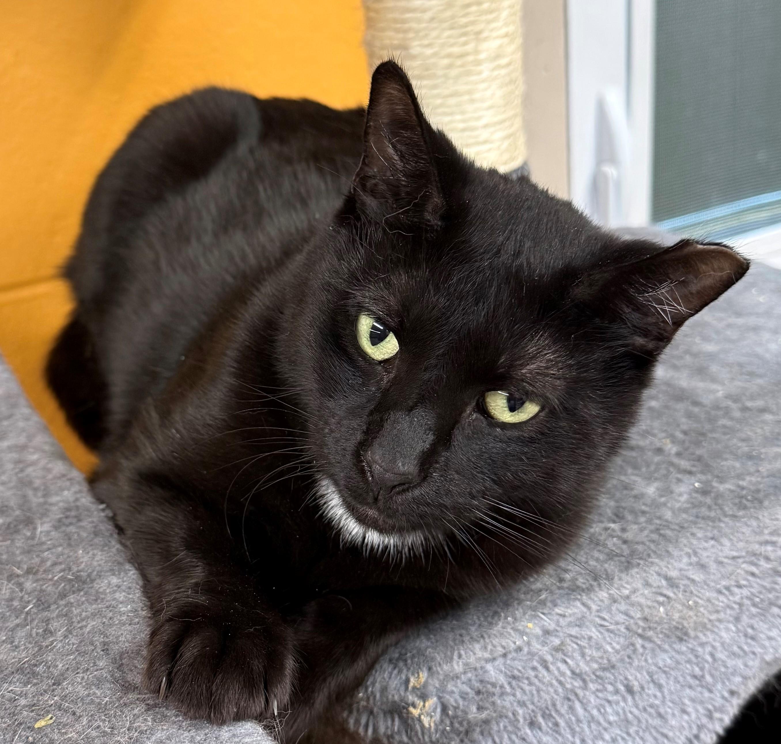 Enlarge Tacoma, a ADOPTABLE Domestic Short Hair in Edison, NJ image 1/1