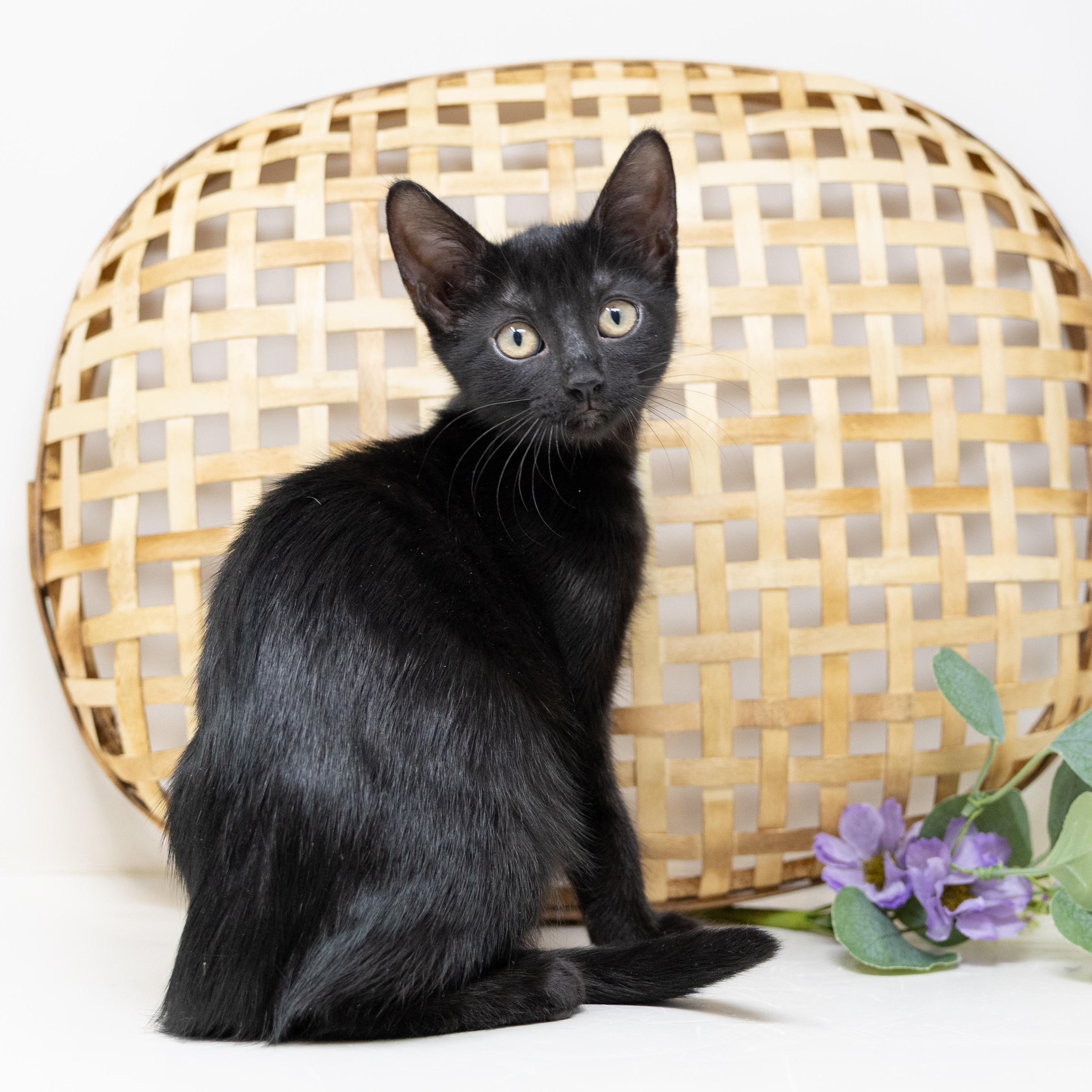 Enlarge Luna, a Adopted Domestic Short Hair in Trophy Club, TX image 1/6