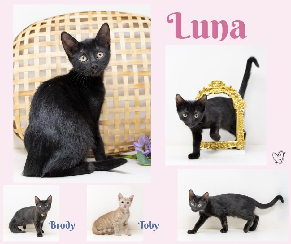 Enlarge Luna, a Adopted Domestic Short Hair in Trophy Club, TX image 6/6