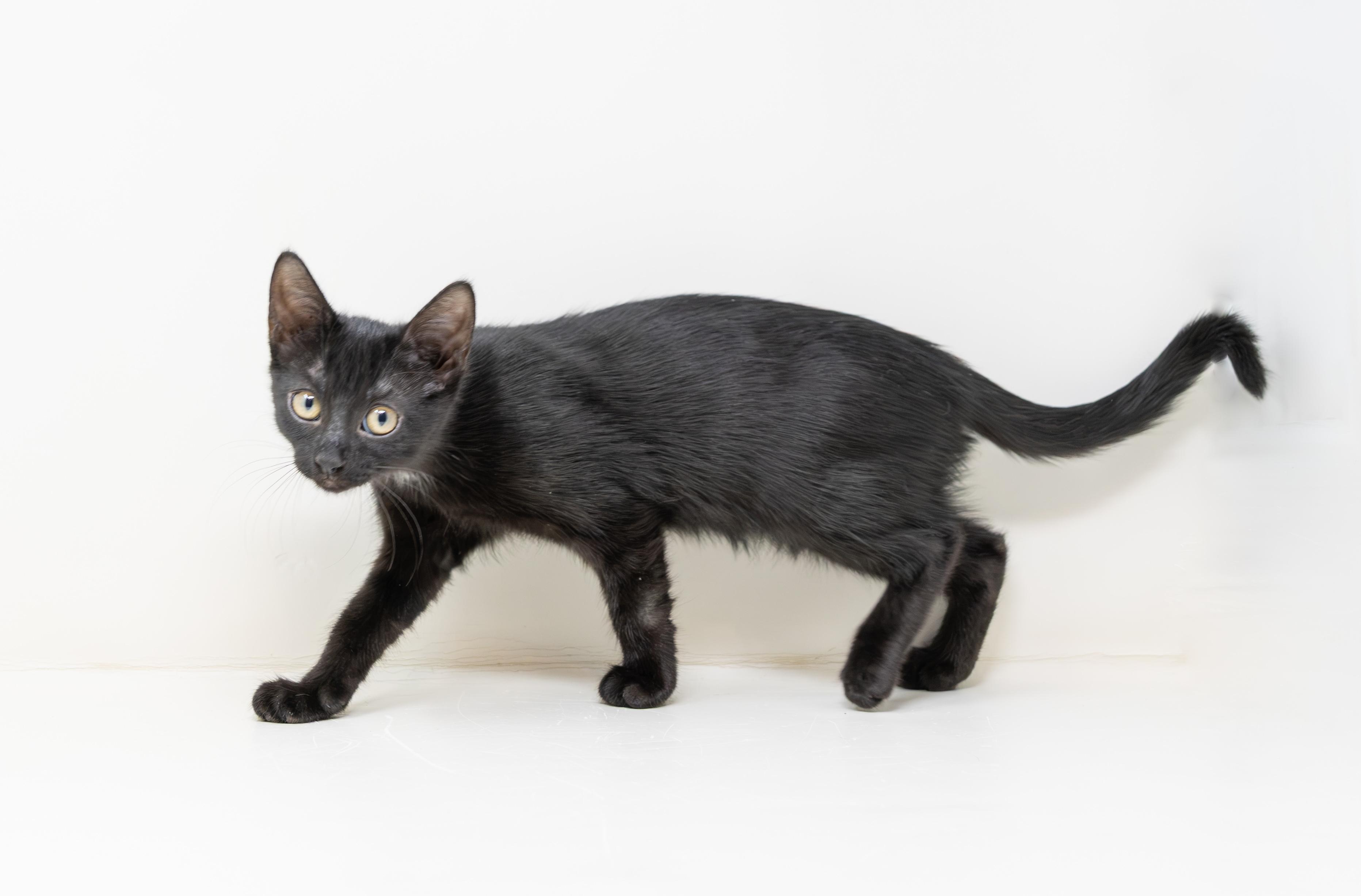 Enlarge Luna, a Adopted Domestic Short Hair in Trophy Club, TX image 4/6