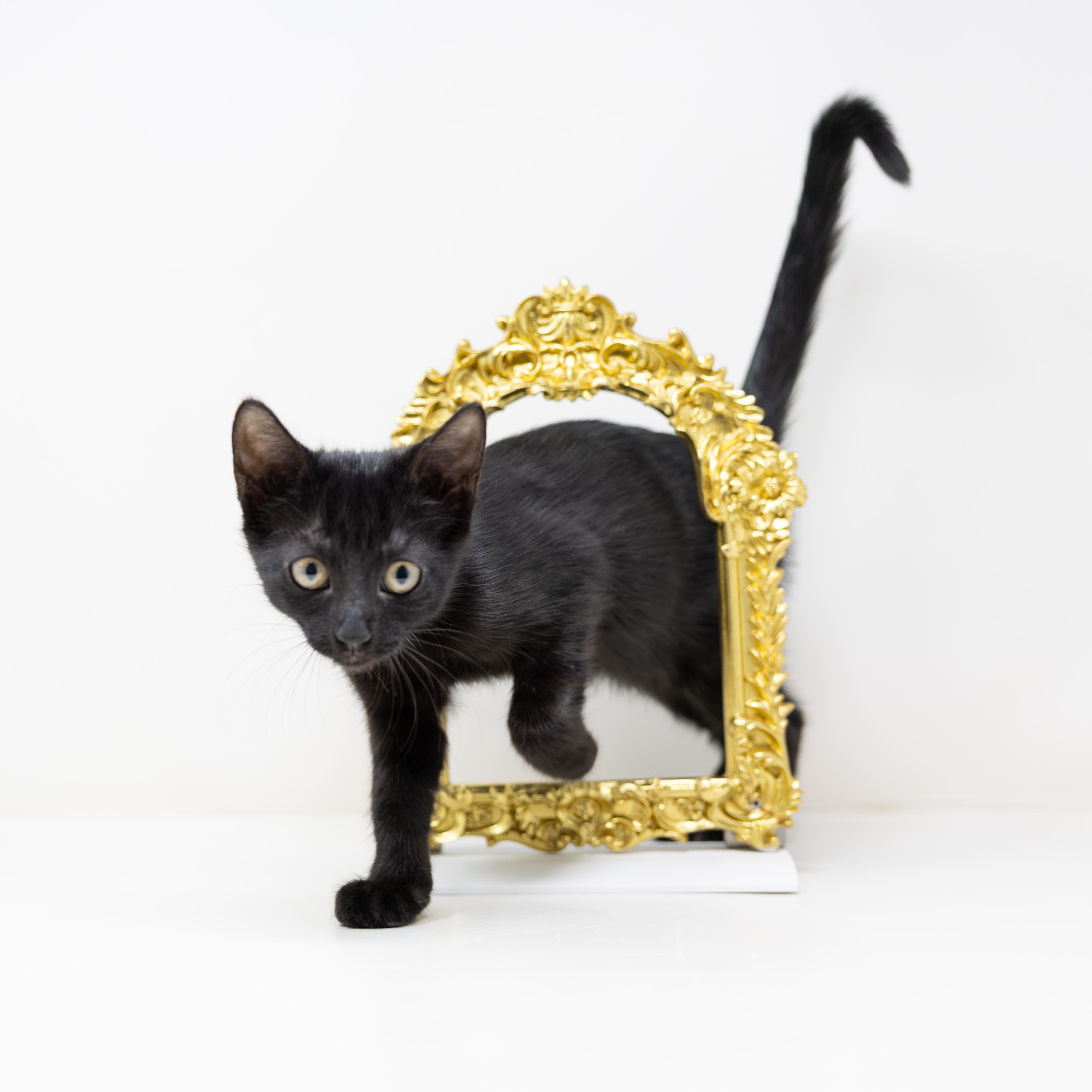 Enlarge Luna, a Adopted Domestic Short Hair in Trophy Club, TX image 3/6