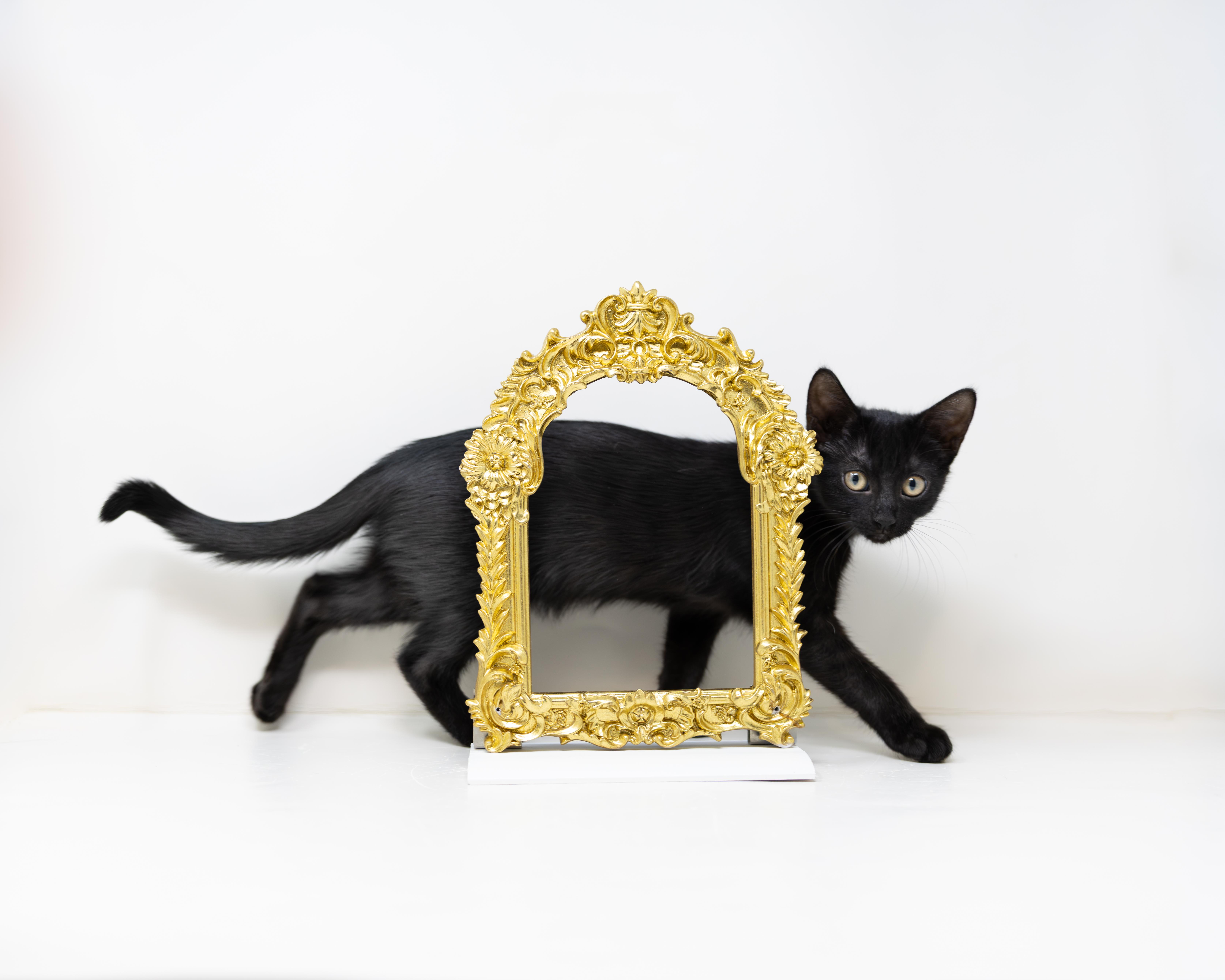 Enlarge Luna, a Adopted Domestic Short Hair in Trophy Club, TX image 5/6