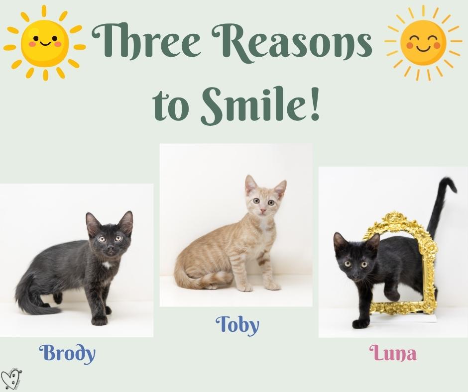 Enlarge Luna, a Adopted Domestic Short Hair in Trophy Club, TX image 2/6