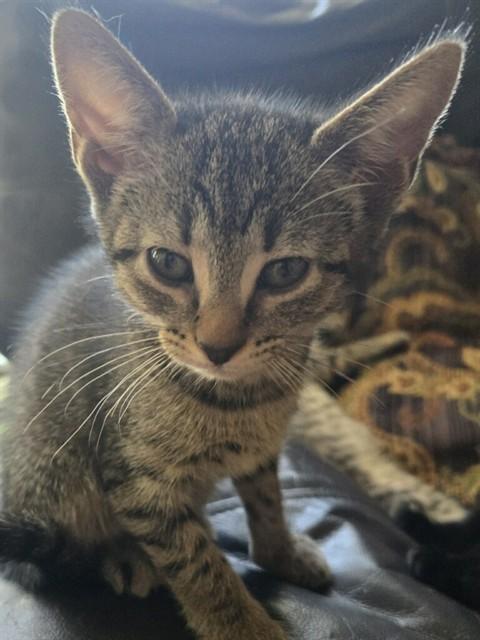 CRYBABY, Adoptable, Kitten Female Domestic Short Hair.