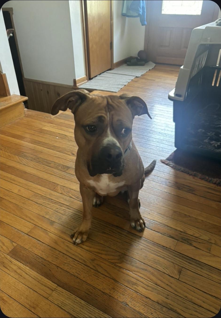 Enlarge Swarek, a Adoptable mixed breed in Plain City, OH image 1/5