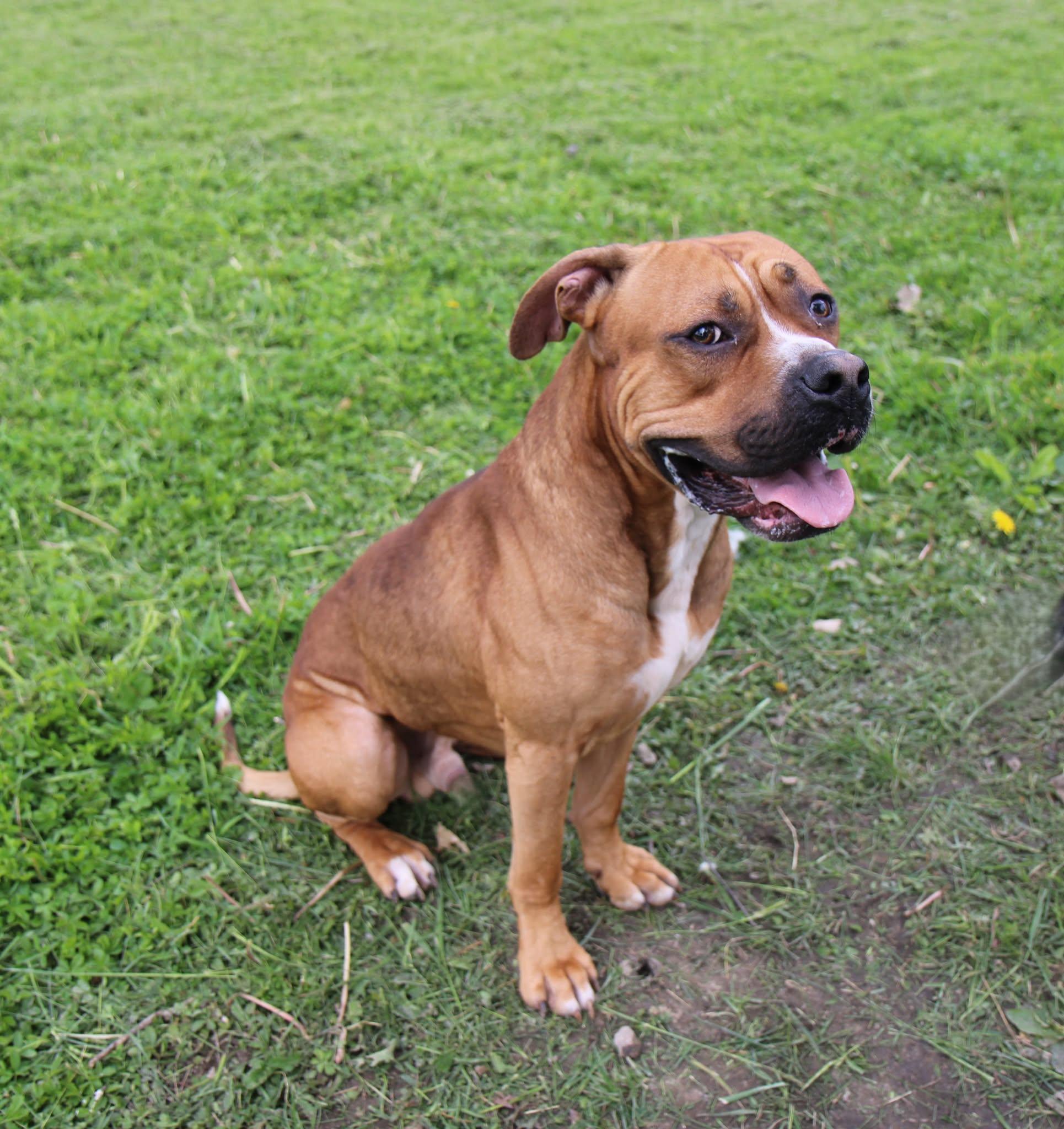Enlarge Swarek, a Adoptable mixed breed in Plain City, OH image 2/5