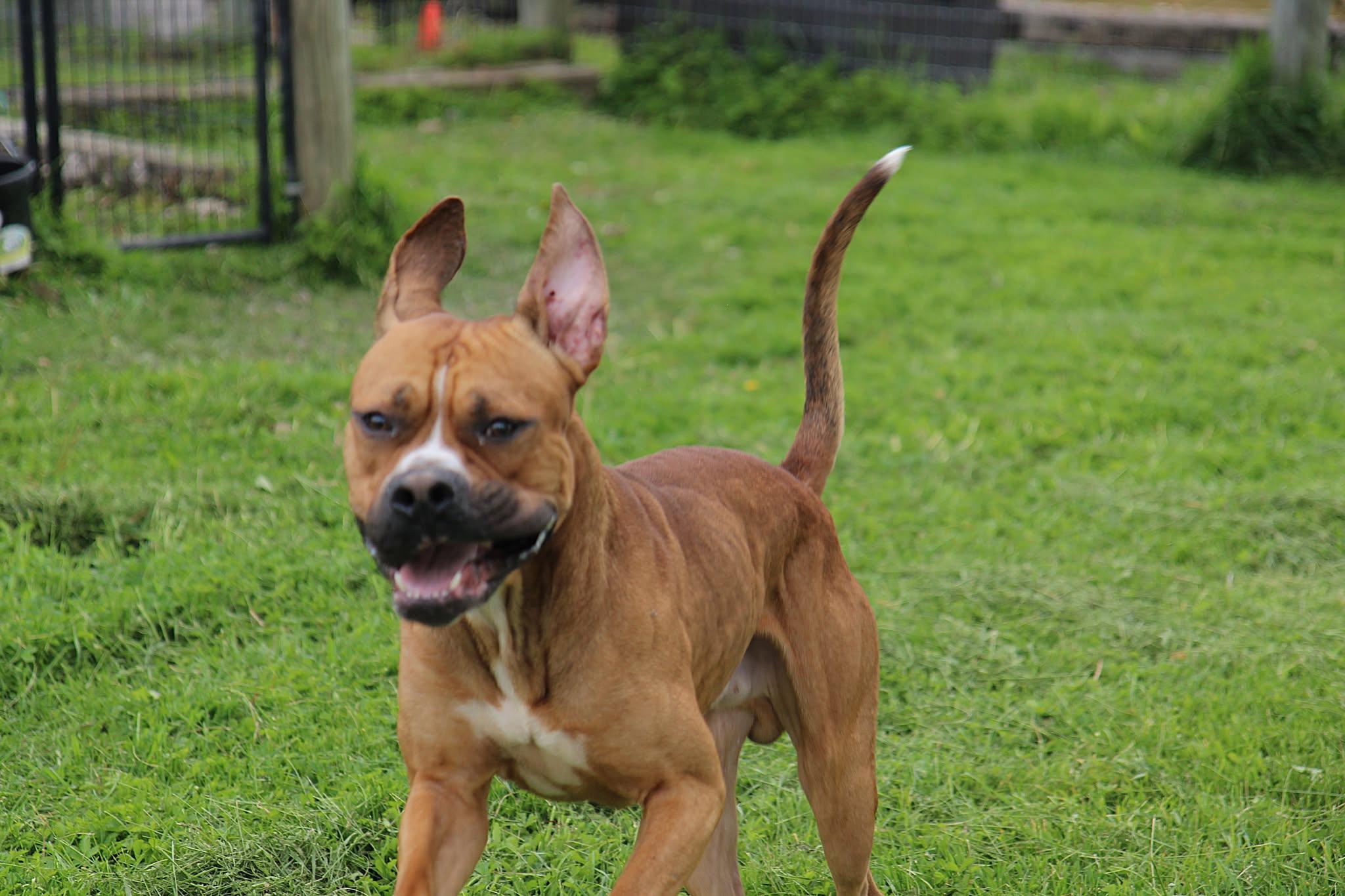 Enlarge Swarek, a Adoptable mixed breed in Plain City, OH image 3/5