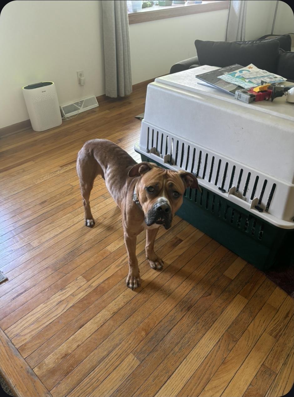 Enlarge Swarek, a Adoptable mixed breed in Plain City, OH image 4/5