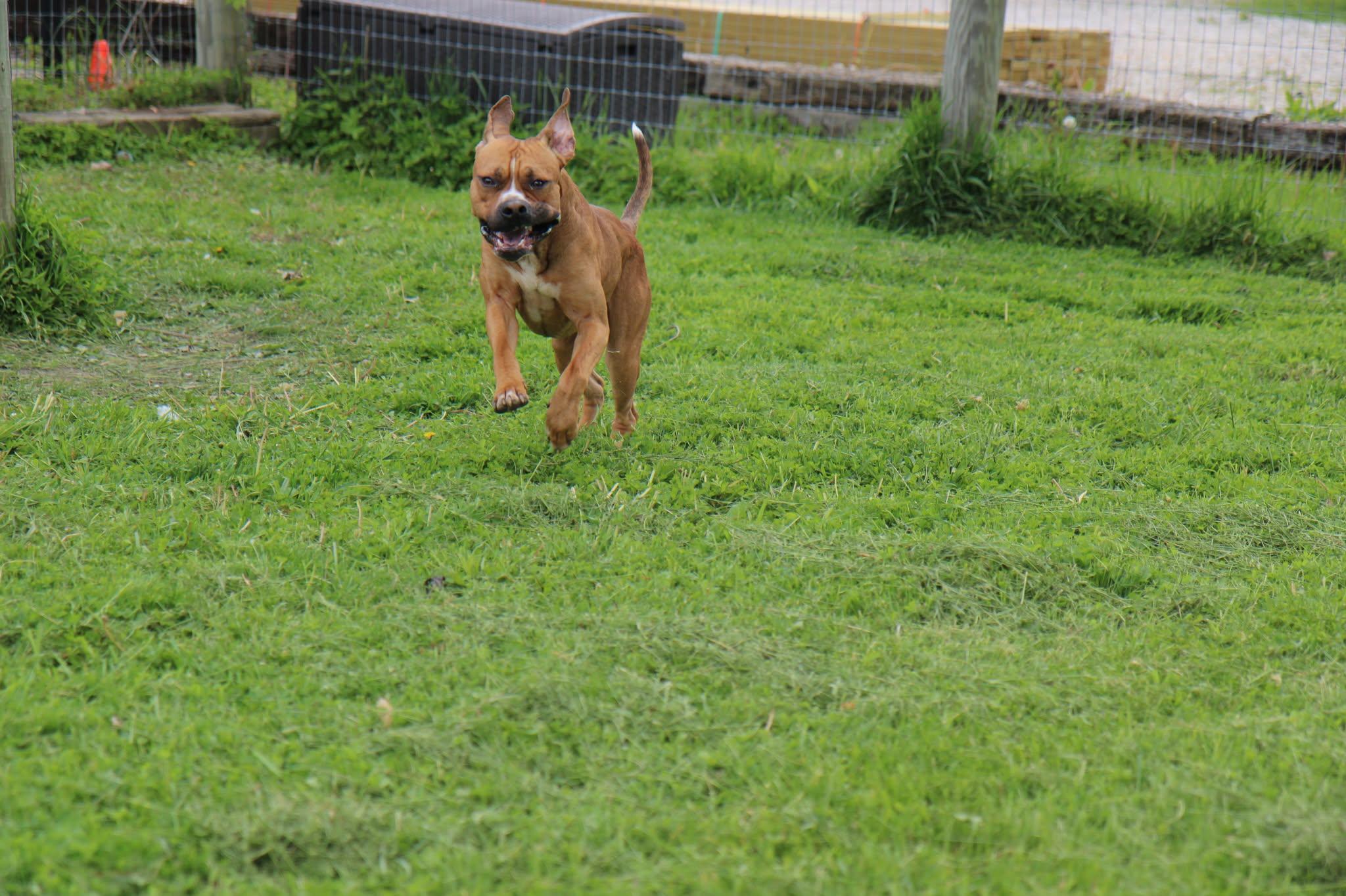 Enlarge Swarek, a Adoptable mixed breed in Plain City, OH image 5/5