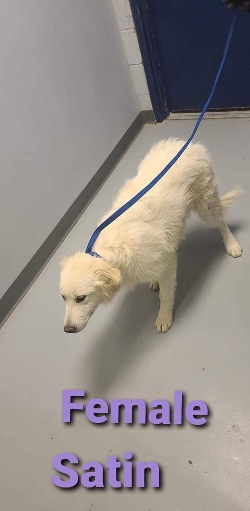 Satin, Adopted, Adult Female Great Pyrenees.