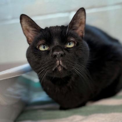 Big Mac (Bashful Buddy), Adoptable, Adult Male Domestic Short Hair & Domestic Short Hair.