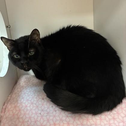 Big Mac (Bashful Buddy), Adoptable, Adult Male Domestic Short Hair & Domestic Short Hair.