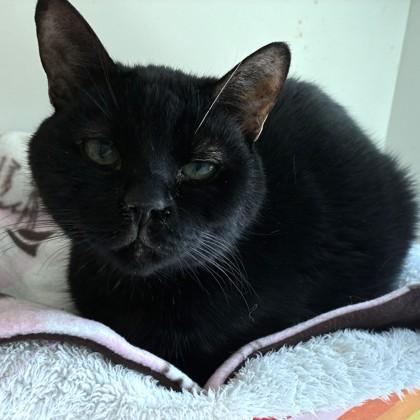 Big Mac (Bashful Buddy), a Adoptable Domestic Short Hair in Wheaton, IL image 4/5