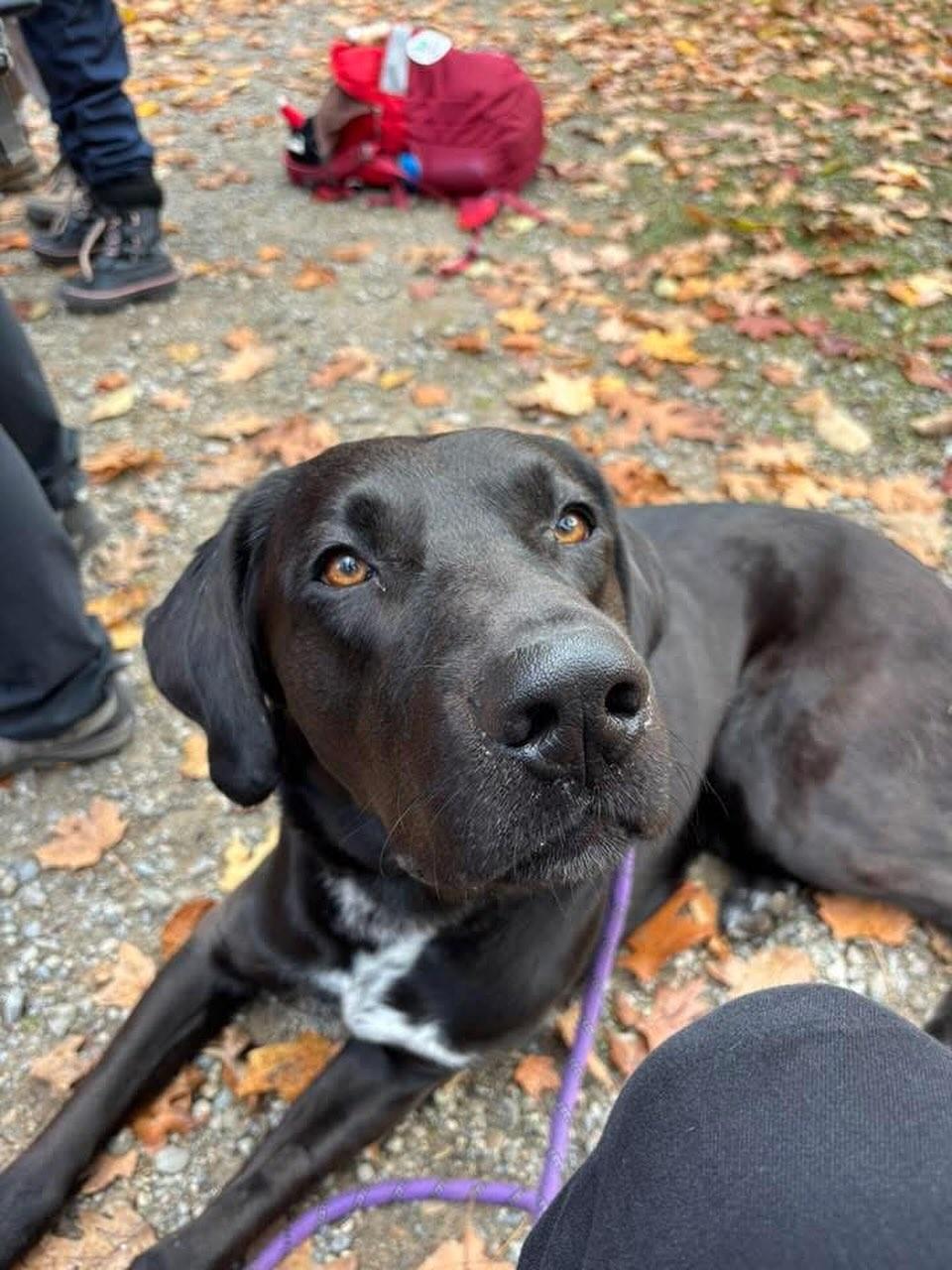 Enlarge Eugene, a Adoptable mixed breed in GUELPH, ON image 5/5