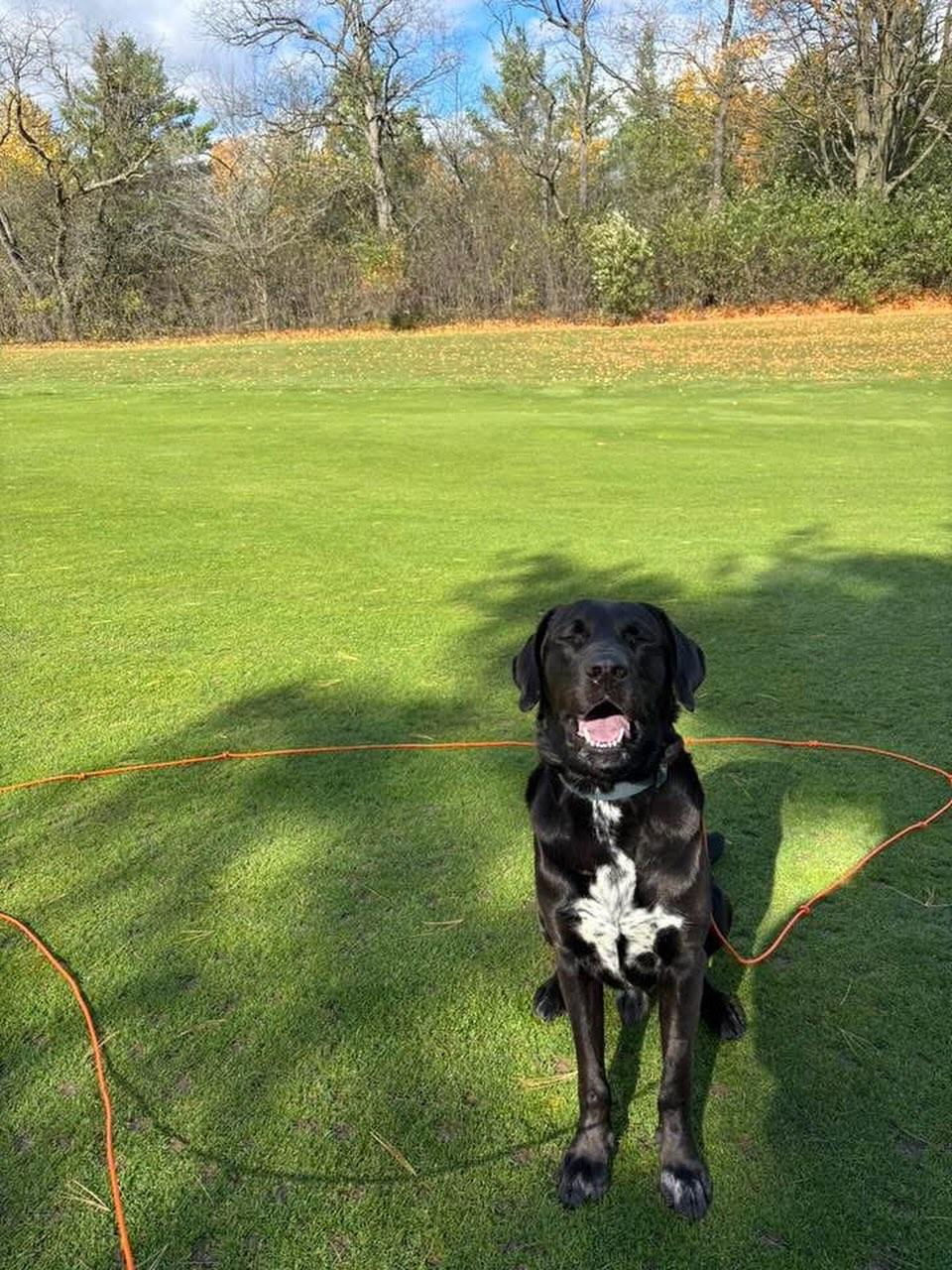 Enlarge Eugene, a Adoptable mixed breed in GUELPH, ON image 3/5