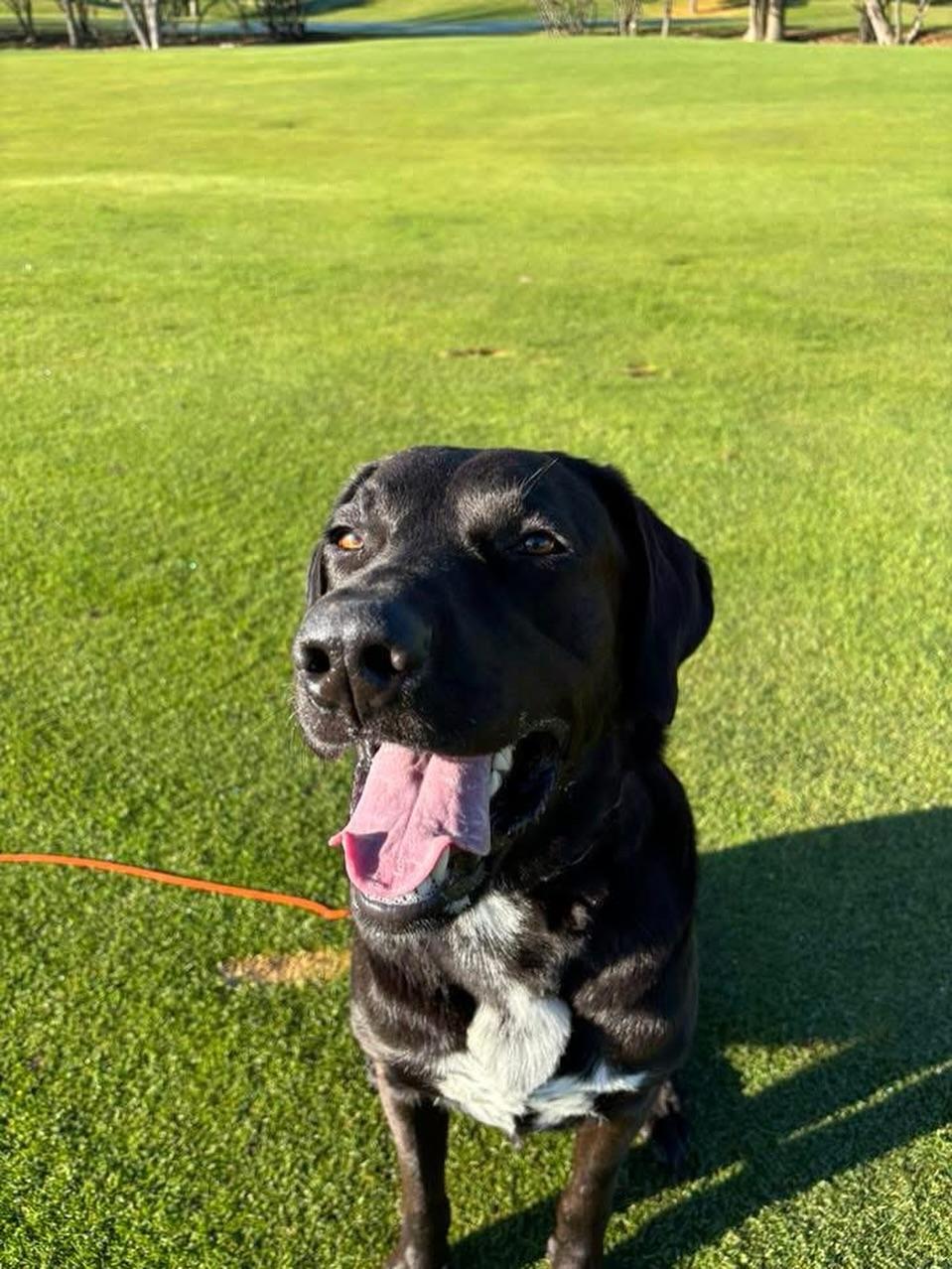 Enlarge Eugene, a Adoptable mixed breed in GUELPH, ON image 2/5